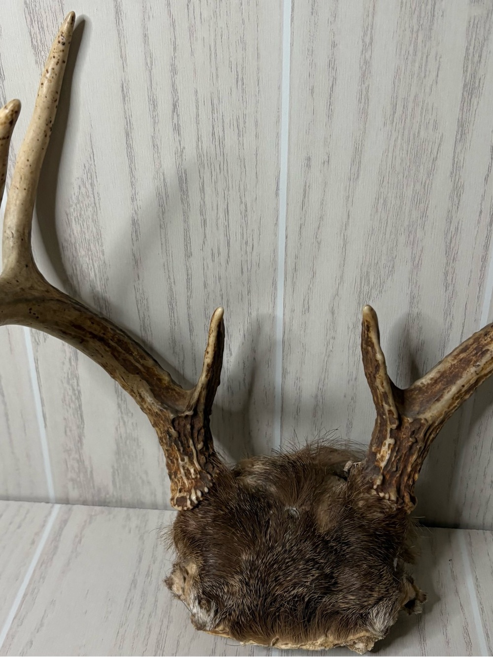 Vintage Whitetail Deer Antlers With Skull Cap Rustic Man Cave Cabin Decor 4 - Picture 4 of 9